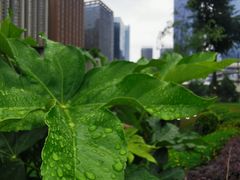 -花果园湿地公园
