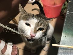 -小象钓虾·营地烧烤(洛溪店)