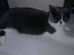-喵的天空名猫咖啡馆·撸猫·猫舍·用品