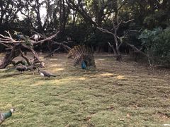 -广州长隆飞鸟乐园