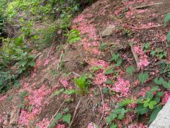 -木兰云雾山