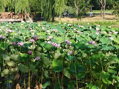 -贡湖湾湿地公园