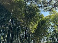 -秋霞圃