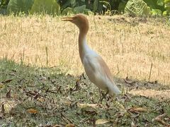-福建鲤鱼洲酒店