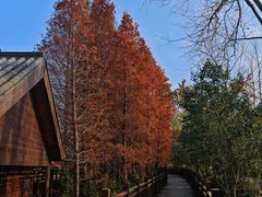 -溱湖国家湿地公园