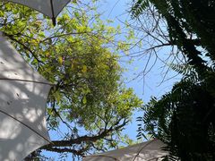 -Fern Forest Cafe