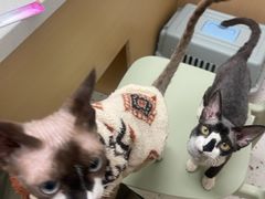 -瑞派康怡24h宠物医院·犬猫医疗中心·微创绝育(瑞景分院)