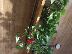 -管氏翅吧(护国寺店)