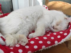 -猫小院猫主题咖啡厅(北锣店)