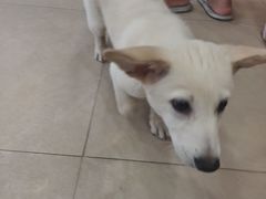 -艾贝尔宠物医院·狂犬免疫点(江山金象城店)