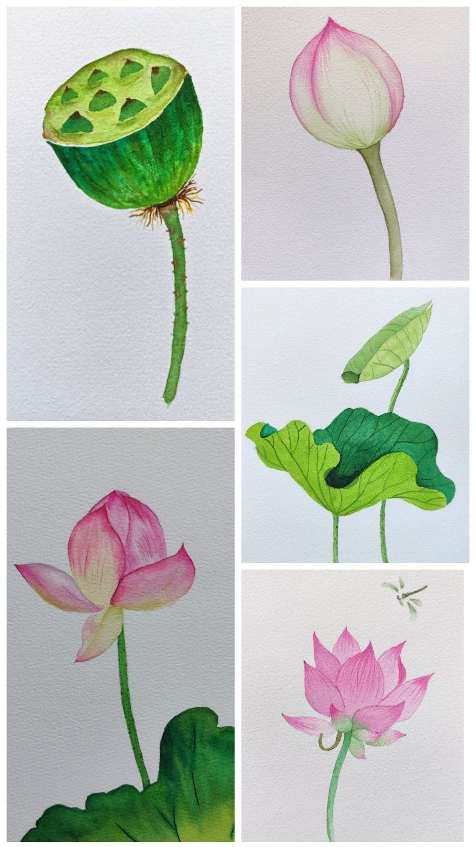 手绘荷花的日子