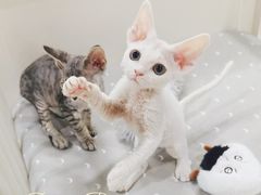-十年猫舍·猫咪专门店(普陀店)