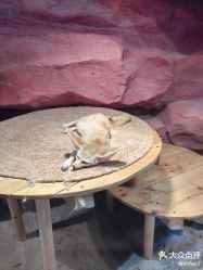 -Zoolung Zoolung动物主题公园(海信广场店)