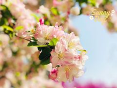 -海棠花溪(元大都城垣遗址公园)