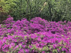 -苏州上方山国家森林公园