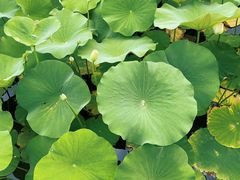 -莲花池公园