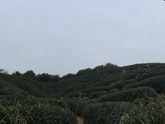 -龙坞茶村