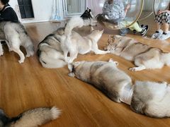 -Husky Go! 哈士奇体验馆·宠物咖啡厅狗咖
