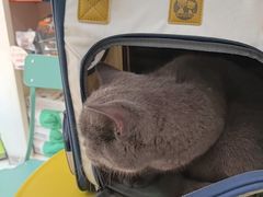 -瑞鹏宠物医院·微创内窥镜·骨外科·牙科(翠竹分院)