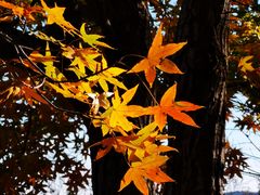 -北京西山国家森林公园