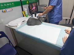 -半岛宠物医院24小时(科华中路店)