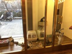 -猫大福·Fortune Cat猫舍(百子湾店)