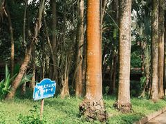 -瑞丽独树成林风景区