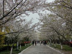 -高东镇樱花园