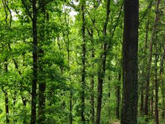 -素山寺森林公园