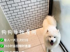 -趣玩宠物乐园寄养训犬训狗游泳池