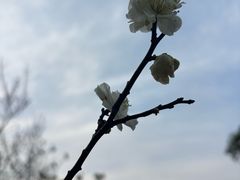 -无锡梅园公园