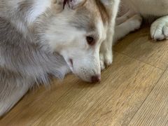 -Husky Go! 哈士奇体验馆·宠物咖啡厅狗咖