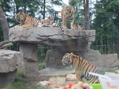 -上海野生动物园老虎餐厅