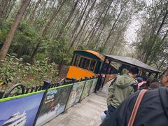 -合肥滨湖国家森林公园