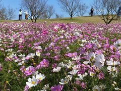 -花开海上生态园