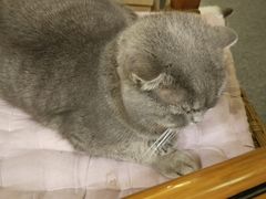 -猫色咖啡·猫咖