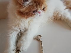 -Cappucimeow猫咪咖啡馆(韦伯时代店)