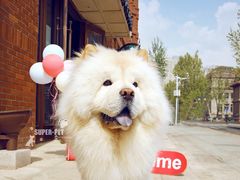 -超宠爱宠物摄影-Super pet
