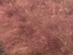 -杭州湾海上花田景区