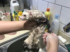 -藦茜花园宠物主题亲子互动体验馆(国顺东路店)