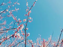 -杭州植物园