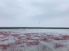 -红海滩国家风景廊道