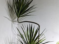 -杭州植物园