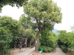 -东海大峡谷