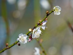 -广州市流溪河国家森林公园