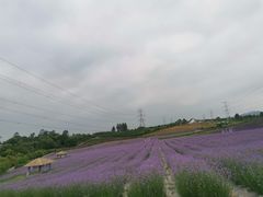 -紫颐香薰山谷景区