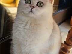 -老吴的猫·猫舍(新区店)