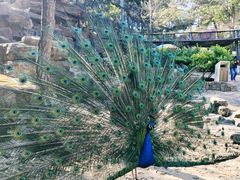 -燕塞湖鸟语林景区