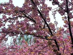 -莲花池公园