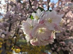 -海棠花溪(元大都城垣遗址公园)